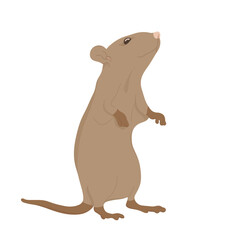 Cute standing mouse illustration — simple and realistic small animal character design.