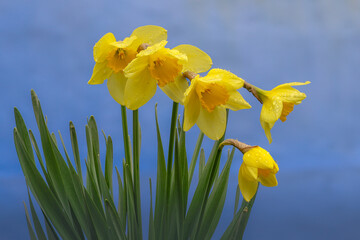 Vibrant yellow daffodils with raindrops on petals and rich green stems against a blurry, deep blue background.