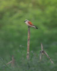 Male Red-backed Shrike perched on a corn stalk against a soft, uniform green background, showing vigilance and focus