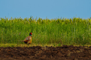 Vibrant male Ring-necked Pheasant standing between rich brown dirt and bright green spring wheat field under a blue sky