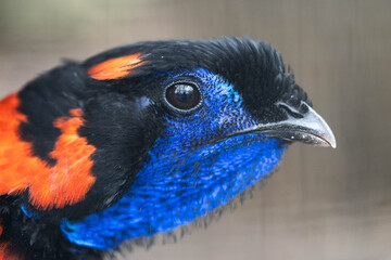 Close-up of a colorful exotic bird with bright blue and orange feathers