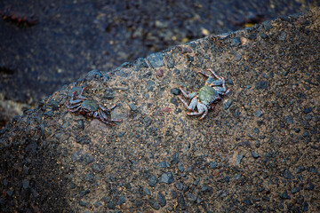 Two small crabs with dark shells and reddish legs crawl on a textured, dark gray rock near water.