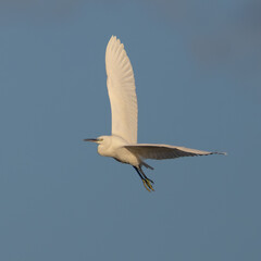 Elegant white Little Egret or Heron flying against a smooth, clear blue sky background with wings fully extended