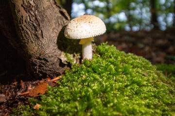 A white mushroom with a speckled cap emerges from vibrant green moss next to a tree trunk in a sunlit forest.