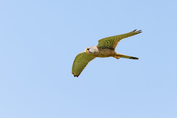Turmfalke im Flug