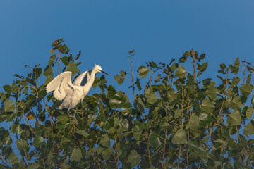 Elegant Little Egret landing on a tall cottonwood tree against a clear blue sky, illustrating peace and freedom.
