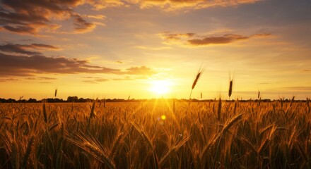 Obraz premium Golden Wheat Field Illuminated by a Radiant Sunset in the Countryside