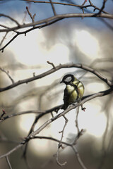 Great tit perching on tree branch in nature
