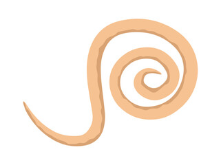 roundworm Clip Art Illustration
