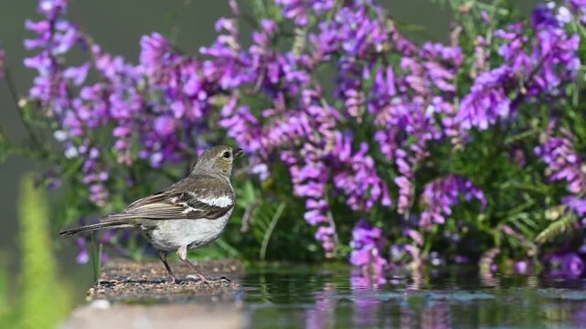 A young or female Common Chaffinch (Fringilla coelebs) drinking water in front of purple flowers.