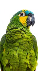 Close-up of a vibrant parrot