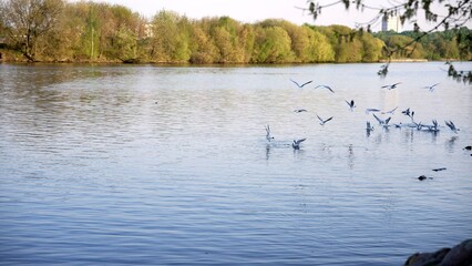 Seagulls flying above calm lake water with spring trees