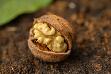 Walnut peeled kernels and whole walnuts on rustic wooden background. Healthy nuts food. Macro. Cracked shells