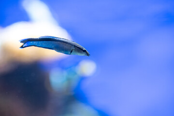 Drop of water on a blue background