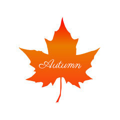 Autumn maple leaf. Autumn maple leaf isolated on a white background. Vector illustration