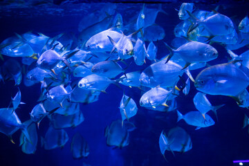 Fish in aquarium