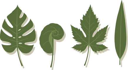 Tropical green leaf illustration collection, natural botanical vector set with monstera, palm, and fern leaves for eco design, nature, and decoration