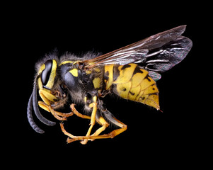 Yellow Jacket on black