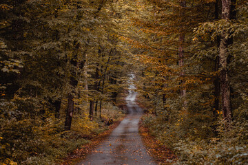 Lonely road in a forest in autumn with fallen leaves. 
