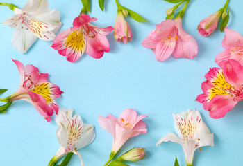 Alstroemeria flowers floral circle frame on pastel blue background, pink and white petals, botanical flatlay, blooming spring design, copy space, greeting card template. Top view, flat lay