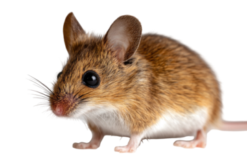 Close-up of a small brown mouse
