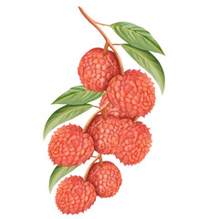 Illustration of Lychee Fruit