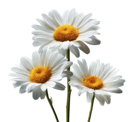 Naklejka premium Three white daisies, delicate petals, bright yellow centers, close-up