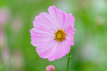 Obraz premium 柔らかな緑の背景に咲くピンクのコスモスの花