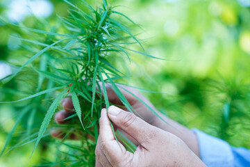 Cannabis, marijuana or marihuana leaf, cbd, thc used as drug, intoxicant, or alternative medicine.