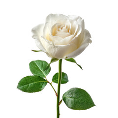 Obraz premium Single, pristine white rose with green leaves