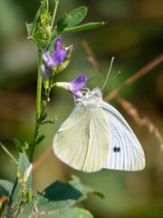 Großer Kohlweißling auf einer Blüte