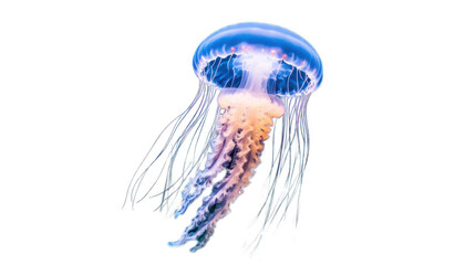 A jellyfish with long tentacles is floating in the air