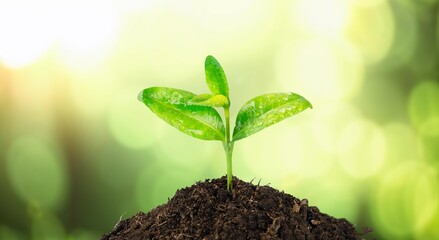 Image of green young seedling with leaves in soil