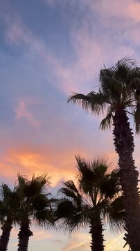 A beautiful sunset over a palm tree forest. The sky is filled with clouds and the sun is setting, creating a warm and peaceful atmosphere