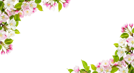 Floral frame of apple blossoms isolated on transparent background for spring designs and decorations