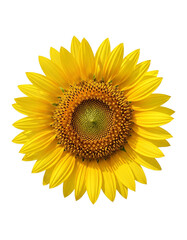 Obraz premium Close up of a bright yellow sunflower isolated on transparent background beautiful and vibrant flower