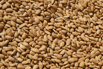 Golden Almonds Blanket the Ground Drying in the Sun
