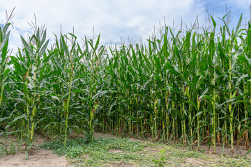 Green corn field. Growing maize, one of the most popular and in-demand agricultural crops.
