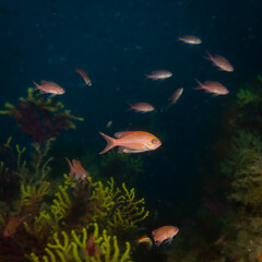 Obraz premium School of colorful Mediterranean Anthias (Anthias anthias) fish over a vibrant rocky reef