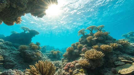 Naklejka premium Sunlight streams through the turquoise water illuminating coral reefs teeming with vibrant marine life on a stunning day in the breathtaking Red Sea underwater landscape.