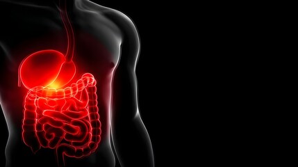 Human Digestive System Illustration with Highlighted Organs
