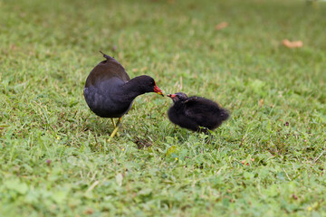 Teichralle beim Füttern des Kükens