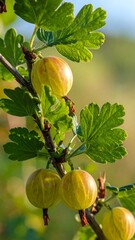Close-up of gooseberries on a branch.  Fresh, yellow-green berries cling to a stem with vibrant green leaves. Sunlight highlights the fruit