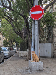 Ginger Cat Sitting Under a No Entry Sign on a Quiet City Street