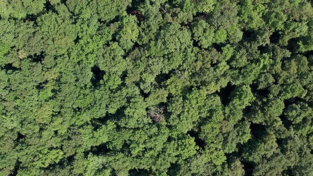 Direct Top-Down Drone Flyover of Dense Green Woodland in central Germany: Slow, straight-ahead aerial drone shot top-down flying directly above a dense, lush green deciduous forest canopy