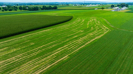 Vast green fields stretch across the landscape under clear blue skies. Neatly arranged crop lines create patterns, showcasing a thriving agricultural area in a rural setting. © Greg Kelton