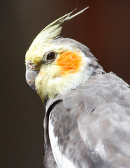 Bird with a red beak and orange feathers