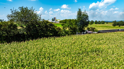 Lush green cornfield fills the foreground, while a steam train and farm building stands in the background. The scene is bright, with clouds drifting, embodying the tranquility of rural life.