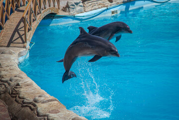 Two dolphins leap in perfect sync above the bright blue water at the Delphinarium in Hurghada,...