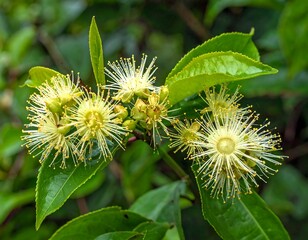 Close-up of clusters of small, pale yellow flowers with star-shaped blossoms, surrounded by vibrant green leaves